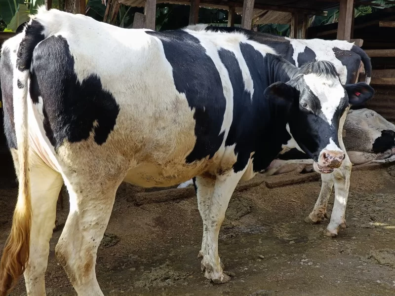 PEDIGREE HOLSTEIN X FRESHIAN INCALF HEIFER FOR SALE