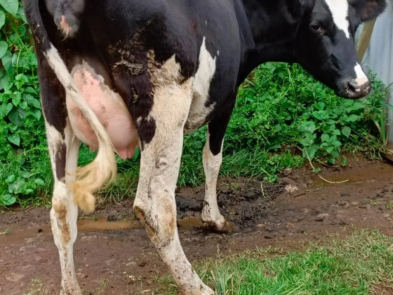 ON SALE QUALITY INCALF HOLSTEIN HEIFER LOCATED IN KINANGOP NYANDARUA COUNTY