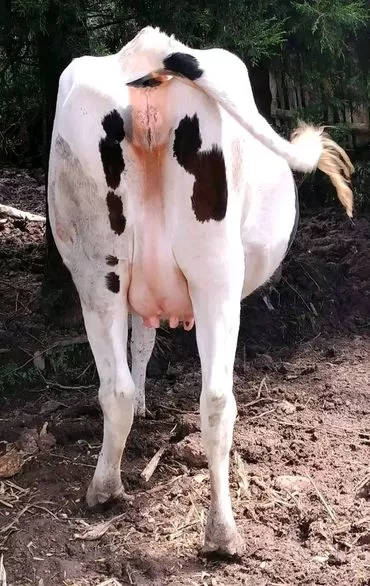 REGISTERED SUPER PEDIGREE 8 MONTHS INCALF HEIFER AT NJABINI NYANDARUA COUNTY