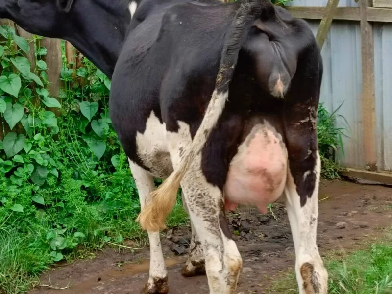 ON SALE QUALITY INCALF HOLSTEIN HEIFER LOCATED IN KINANGOP NYANDARUA COUNTY