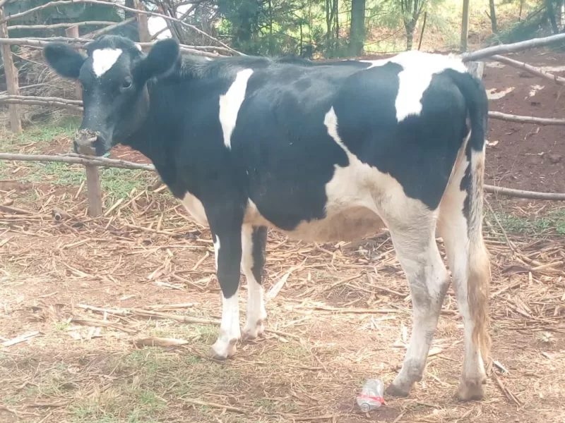 BULLYING FRESHIAN HEIFERS ON SALE IN ELDORET