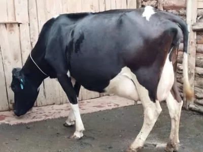 HEAVILY INCALF ON SALE DUE IN A WEEK TIME TO CALVE AT MAGUMU