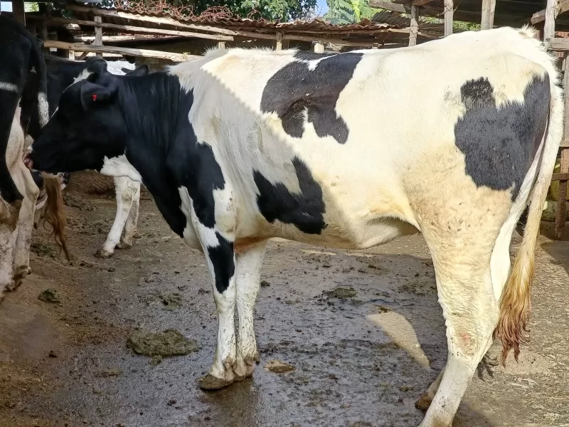 PEDIGREE HOLSTEIN X FRESHIAN INCALF HEIFER FOR SALE