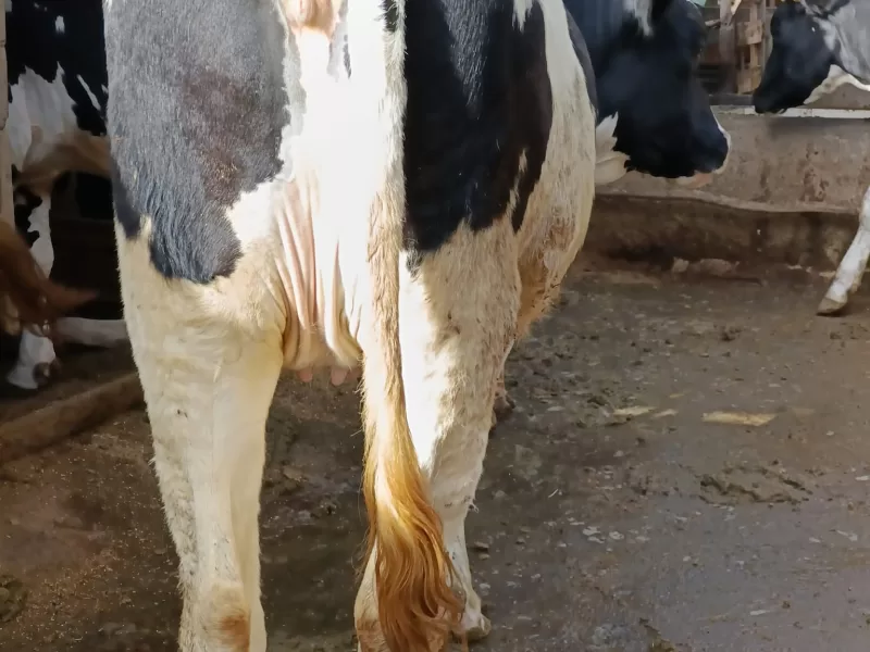 PEDIGREE HOLSTEIN X FRESHIAN INCALF HEIFER FOR SALE