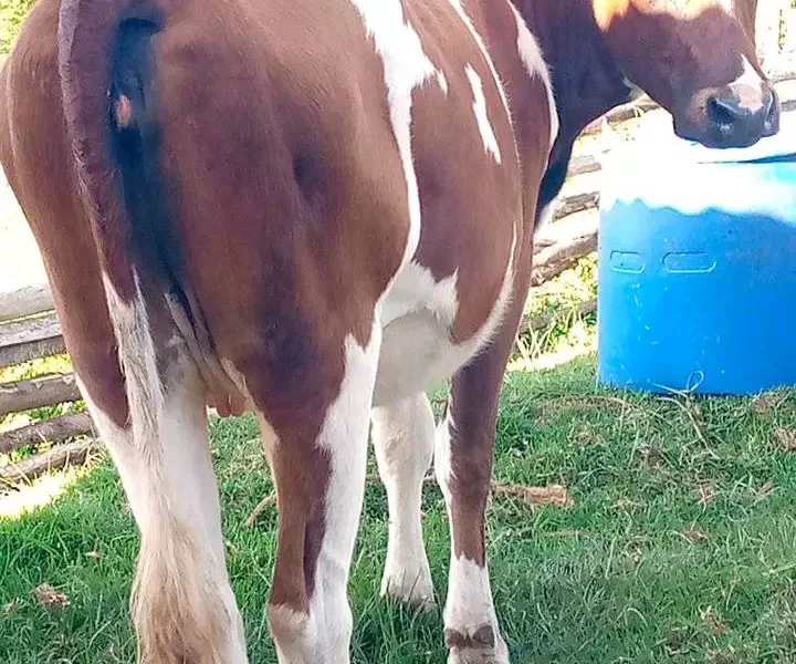 6½ MONTHS INCALF AYRSHIRE AT NYANDARUA FOR SALE