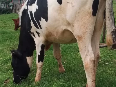 HOLSTEIN HEIFER 3 MONTHS INCALFED AT KAPSABET NANDI FOR SALE