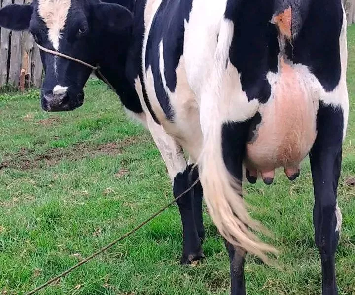 SUPER PEDIGREE HIGH YIELDER 8 MONTHS INCALF HEIFER FOR SALE