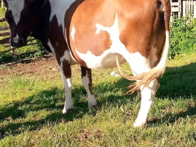 6½ MONTHS INCALF AYRSHIRE AT NYANDARUA FOR SALE