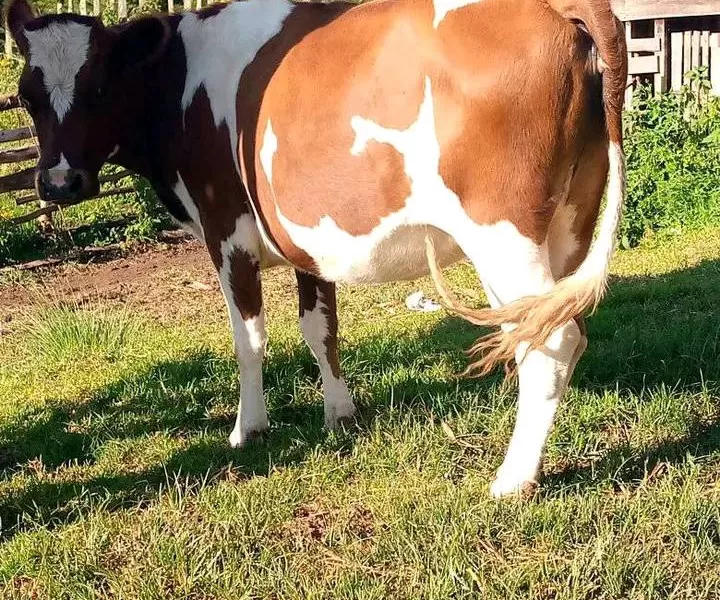 6½ MONTHS INCALF AYRSHIRE AT NYANDARUA FOR SALE