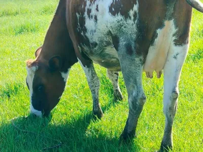 8MNTHS INCALF PURE AYRSHIRE AT KINANGOP NYANDARUA COUNTY FOR SALE