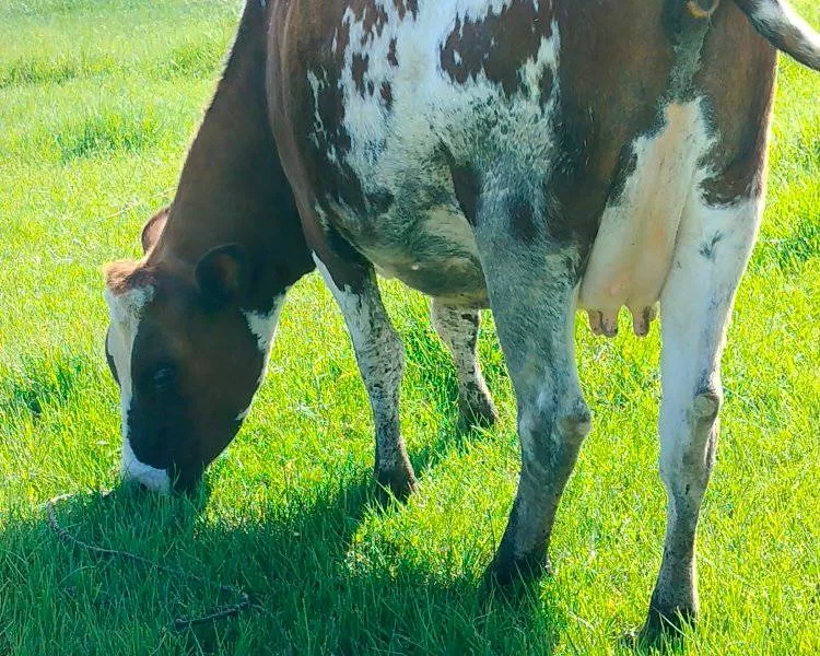 8MNTHS INCALF PURE AYRSHIRE AT KINANGOP NYANDARUA COUNTY FOR SALE