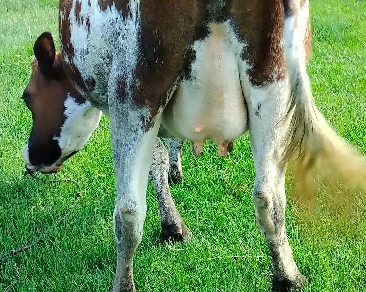 8MNTHS INCALF PURE AYRSHIRE AT KINANGOP NYANDARUA COUNTY FOR SALE