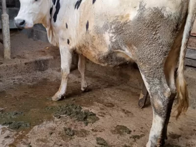 5 MONTHS IN CALF HOLSTEIN HEIFER AVAILABLE AT MERU FOR SALE