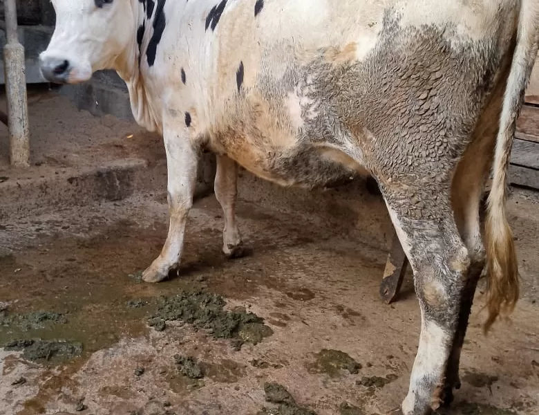 5 MONTHS IN CALF HOLSTEIN HEIFER AVAILABLE AT MERU FOR SALE