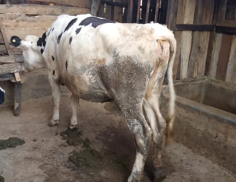 5 MONTHS IN CALF HOLSTEIN HEIFER AVAILABLE AT MERU FOR SALE