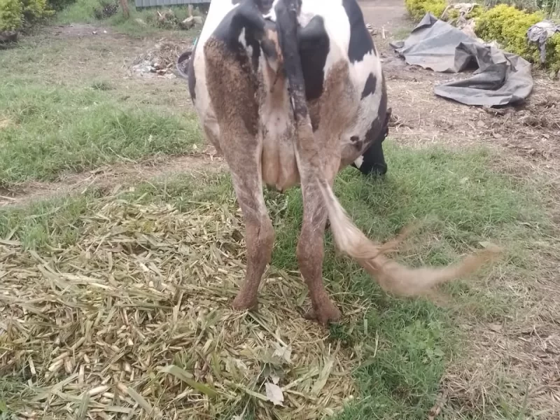 FRIESIAN INCALF 8MONTHS FOR THE THIRD CALF AT KONGOTIK BOMET COUNTY FOR SALE