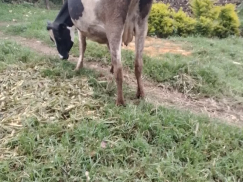 FRIESIAN INCALF 8MONTHS FOR THE THIRD CALF AT KONGOTIK BOMET COUNTY FOR SALE