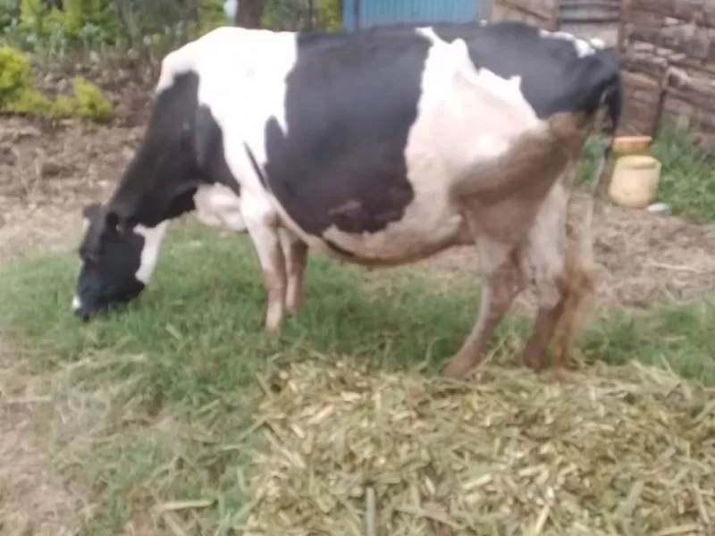 FRIESIAN INCALF 8MONTHS FOR THE THIRD CALF AT KONGOTIK BOMET COUNTY FOR SALE