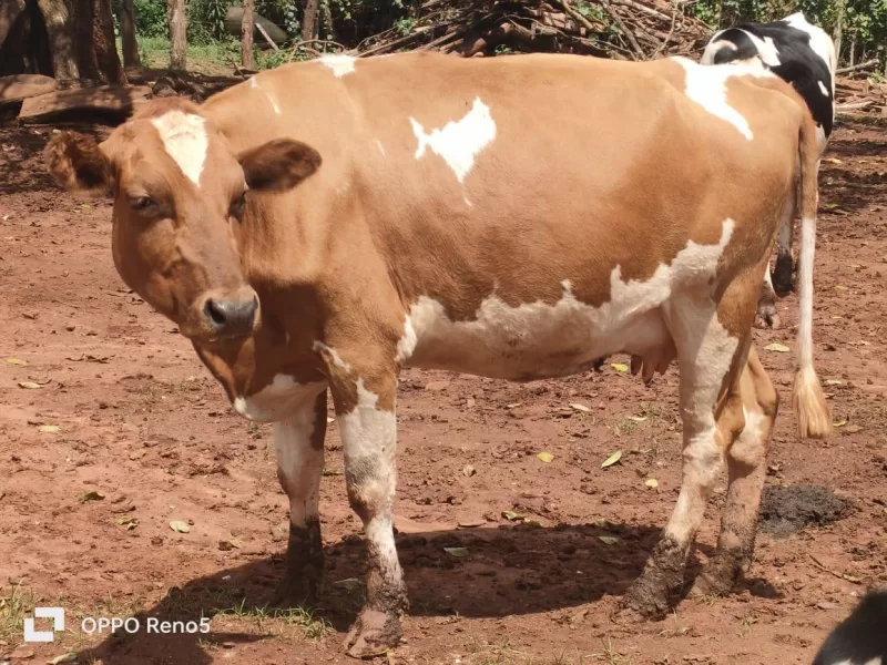 AYRSHIRE 8 MONTHS IN CALF AT KITALE ON SALE