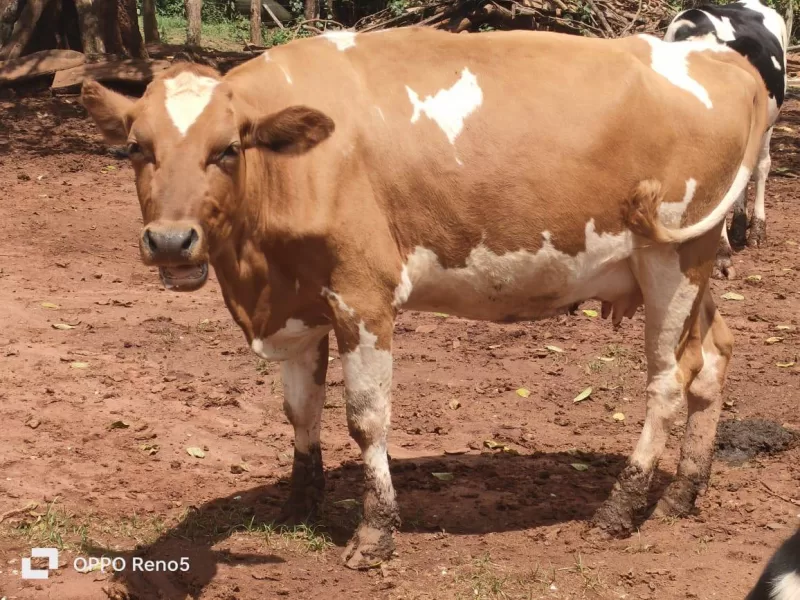 AYRSHIRE 8 MONTHS IN CALF AT KITALE ON SALE