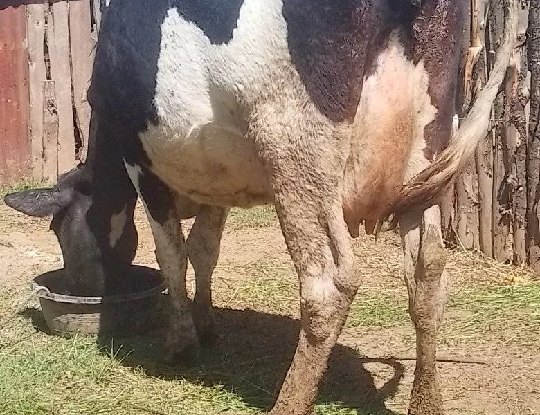 HOLSTEIN-FRIESIAN HEAVILY INCALF DUE IN 3 WEEKS TIME