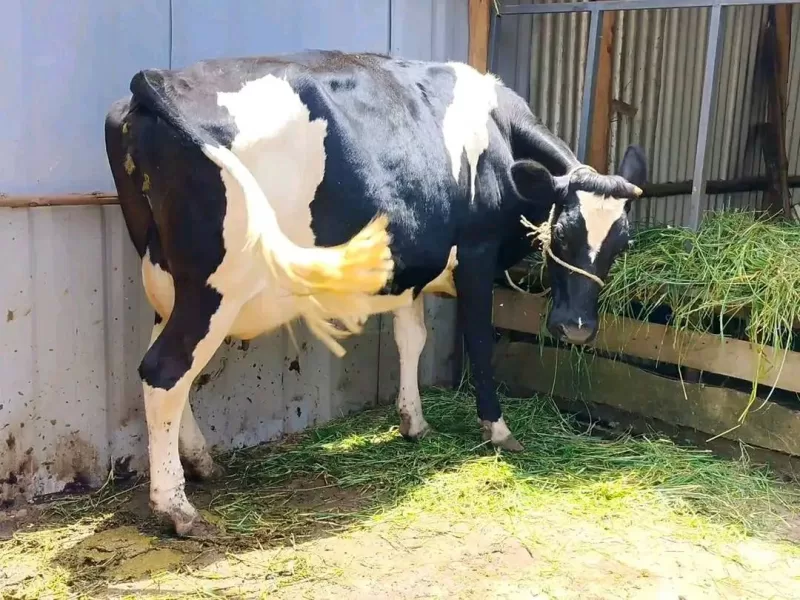 SUPER GIANT FRESHIAN BREED 18-20 LITERS 4 MONTHS INCALF HEIFER ON SALE