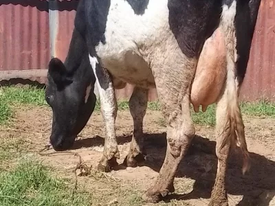 HOLSTEIN-FRIESIAN HEAVILY INCALF DUE IN 3 WEEKS TIME