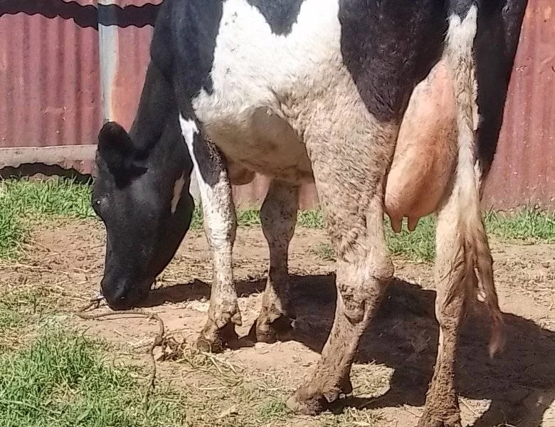 HOLSTEIN-FRIESIAN HEAVILY INCALF DUE IN 3 WEEKS TIME