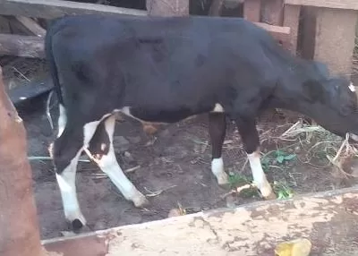 A HEALTHY CALF(BULL),3 & HALF MONTHS OLD