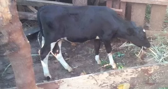 A HEALTHY CALF(BULL),3 & HALF MONTHS OLD