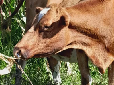 PURE GUERNSEY COW 8½MONTHS INCALF FOR SALE