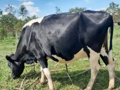 7.5 MONTHS INCALF FRIESIAN PREPARING FOR 2ND LACTATION