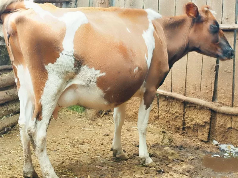 8MTHS INCALF AYRSHIRE ON SALE 2ND CALVING