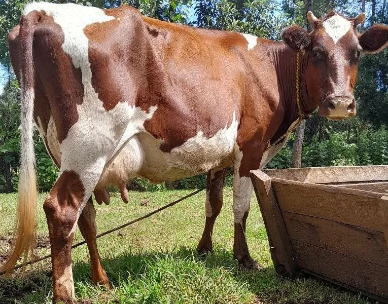 QUALITY BREED ARYSHIRE AVAILABLE ,MILKING 14LTRS PER DAY