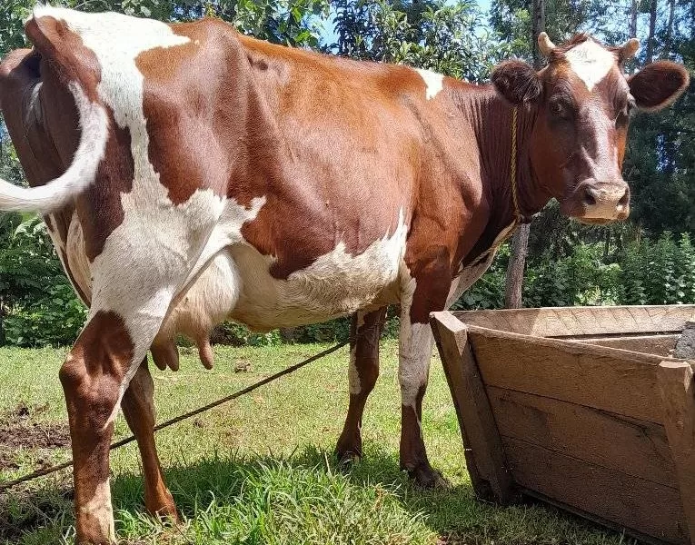 QUALITY BREED ARYSHIRE AVAILABLE ,MILKING 14LTRS PER DAY