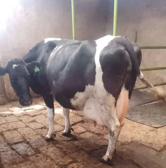 SUPER HIGH YIELDER ON SALE,,8.5 MONTHS IN CALF