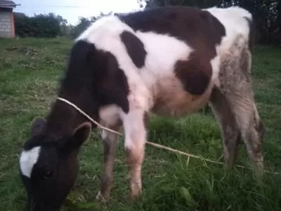 HEIFER 10 MONTHS OLD FOR SALE IN KERICHO