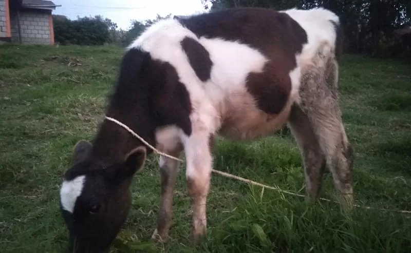 HEIFER 10 MONTHS OLD FOR SALE IN KERICHO