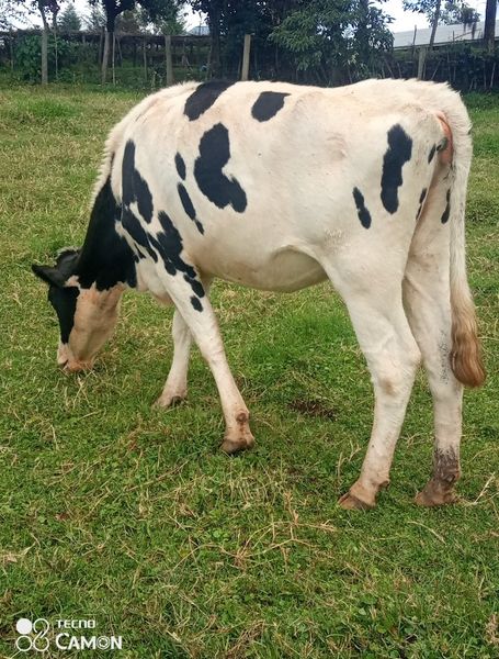 HOLSTEIN HEIFER INCALVE 4 MONTHS FOR SALE