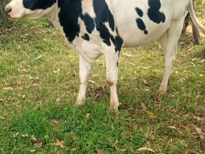 HOLSTEIN HEIFER INCALVE 4 MONTHS FOR SALE