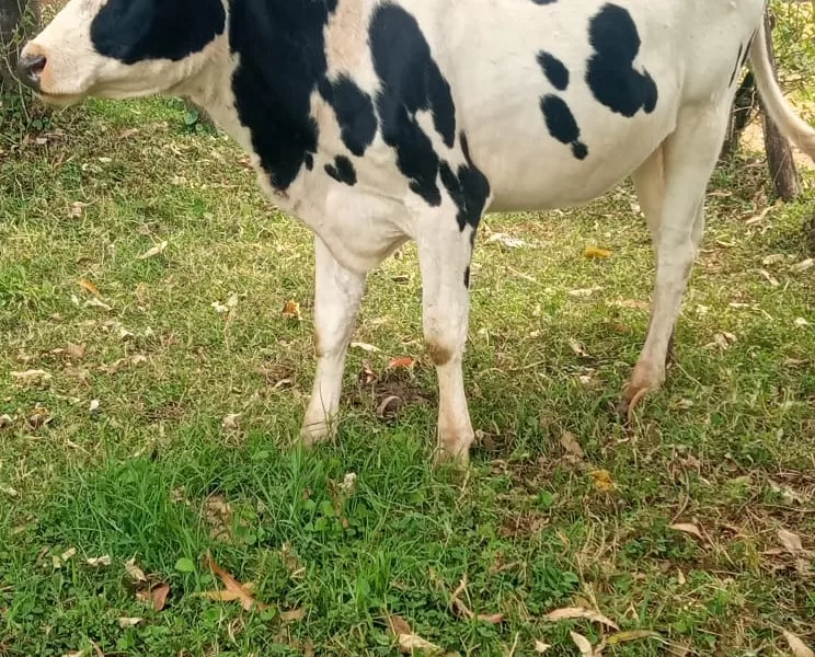 HOLSTEIN HEIFER INCALVE 4 MONTHS FOR SALE