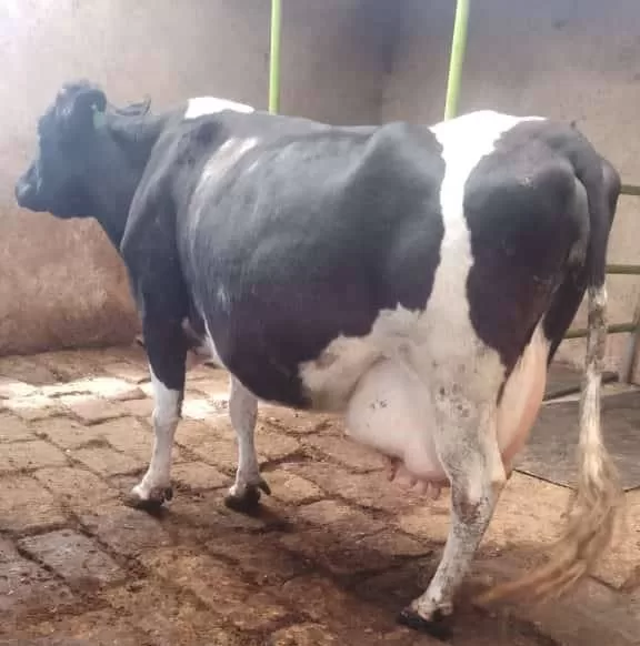 SUPER HIGH YIELDER ON SALE,,8.5 MONTHS IN CALF