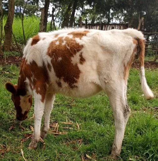 10 MONTHS OLD CALF FOR SALE SOTIK KAPLONG