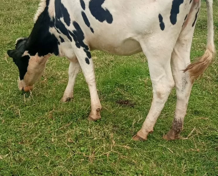 HOLSTEIN HEIFER INCALVE 4 MONTHS FOR SALE