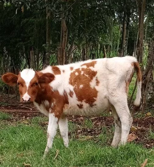 10 MONTHS OLD CALF FOR SALE SOTIK KAPLONG