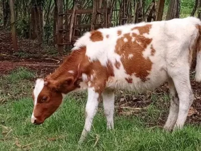 10 MONTHS OLD CALF FOR SALE SOTIK KAPLONG