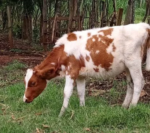 10 MONTHS OLD CALF FOR SALE SOTIK KAPLONG