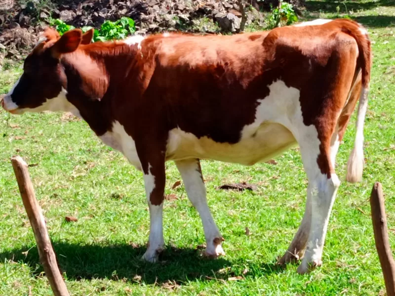 2 MONTHS INCALF ARYSHIRE HEIFER ON SALE ELDORET