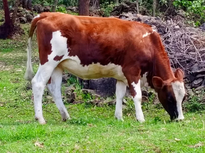 2 MONTHS INCALF ARYSHIRE HEIFER ON SALE ELDORET