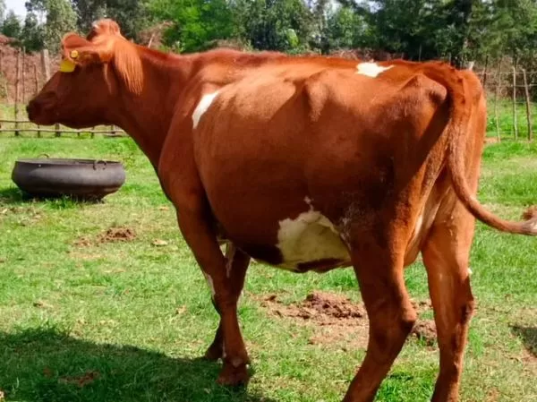 6 MONTHS INCALF ARYSHIRE ON SALE ELDORET